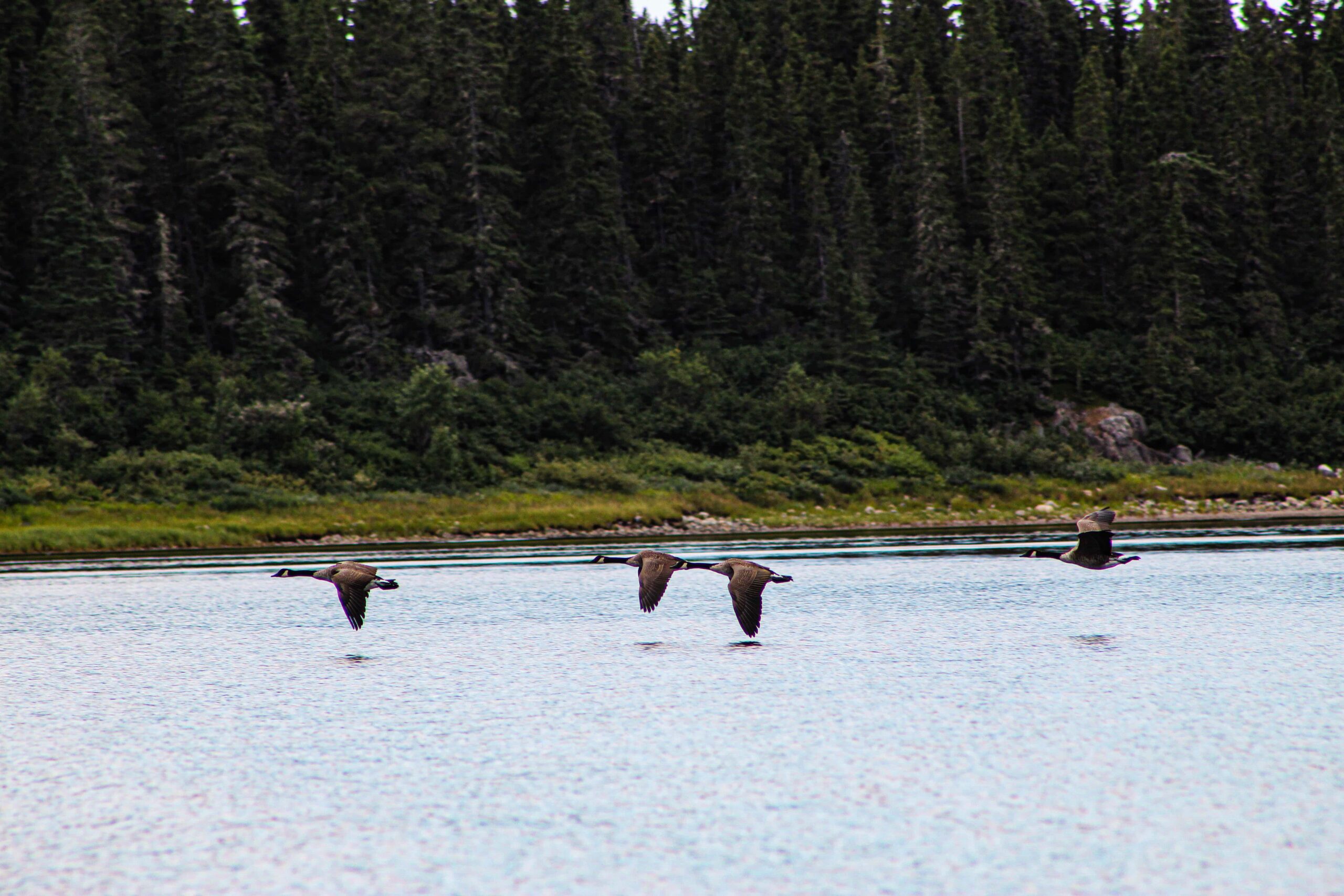 Oiseaux volant au-dessus d’un lac et d’une forêt.